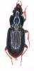 Pterostichus oenotrius